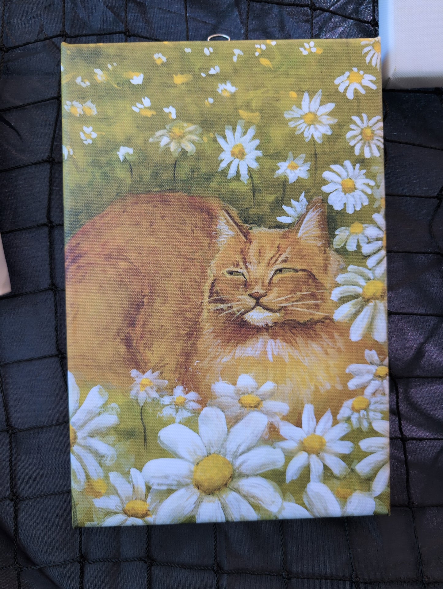 Daisy cat